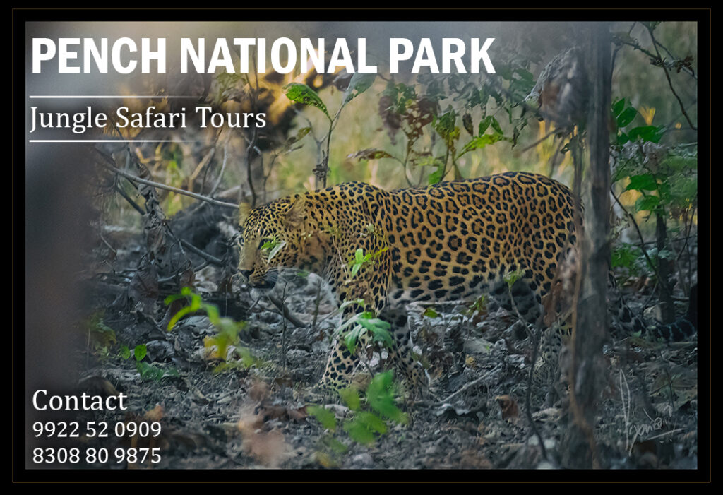 Wildlife Safari Photo tour - Pench National Park