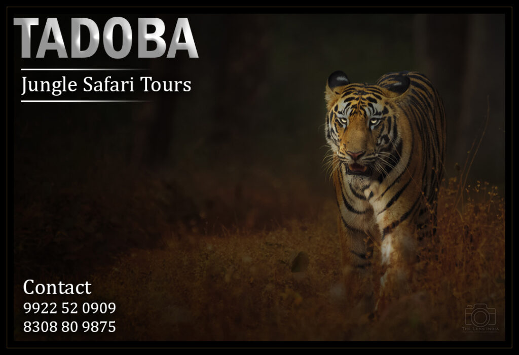 Guided Wildlife Safari Tour 2N/3D Adrenaline Rush: Tadoba National Park