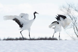 Japan’s Winter Wildlife – Photography Special