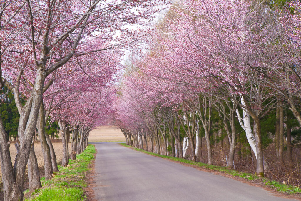 Japan Spring Cherry Blossom – Photography Special