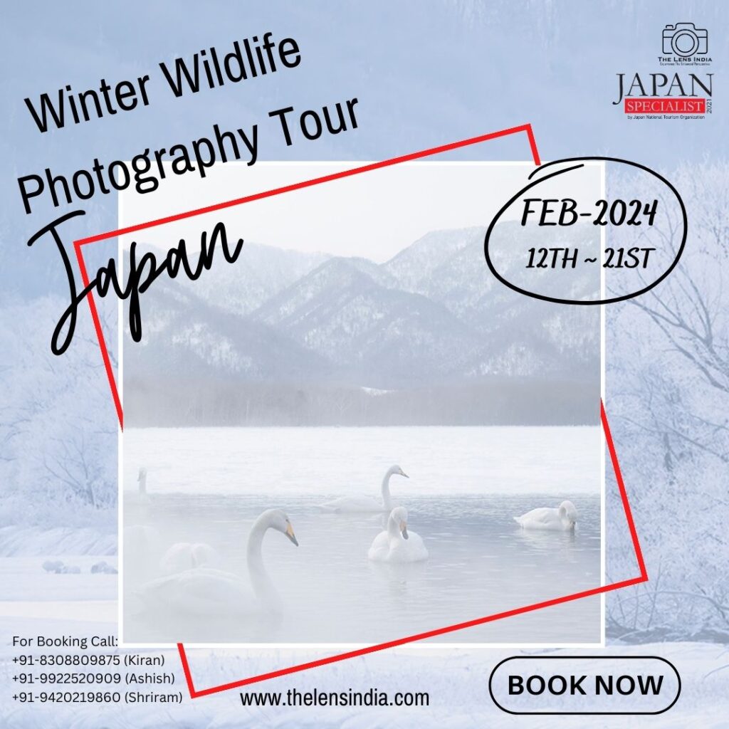 Japan Winter Wildlife Special: Feb 2024