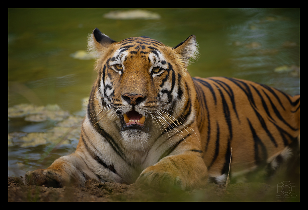 Royal Bengal Tiger in Tadoba, a top wildlife photography in India.