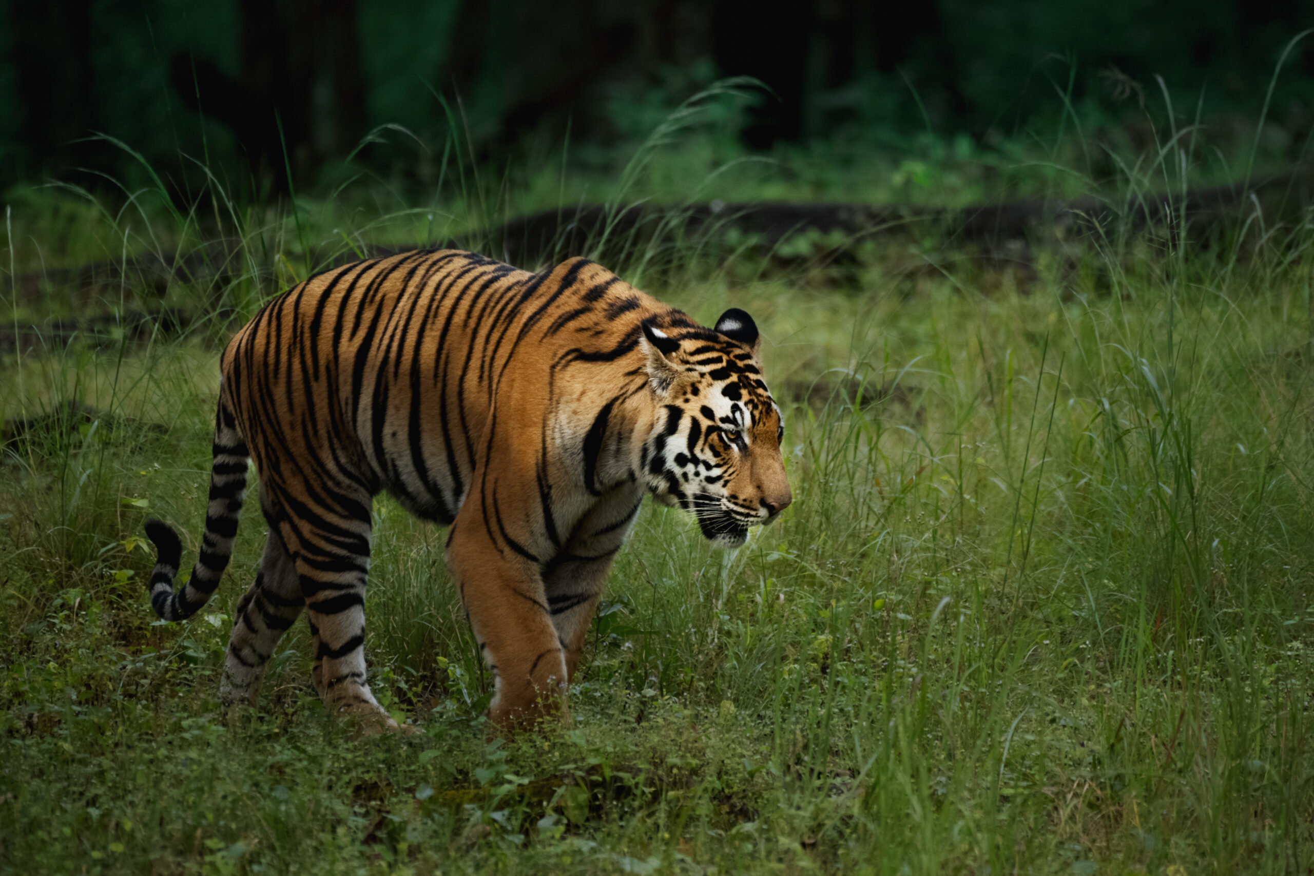 Wildlife photography tour with expert guidance, breathtaking wildlife shots, The Lens India tours, nature photography, wildlife photography locations