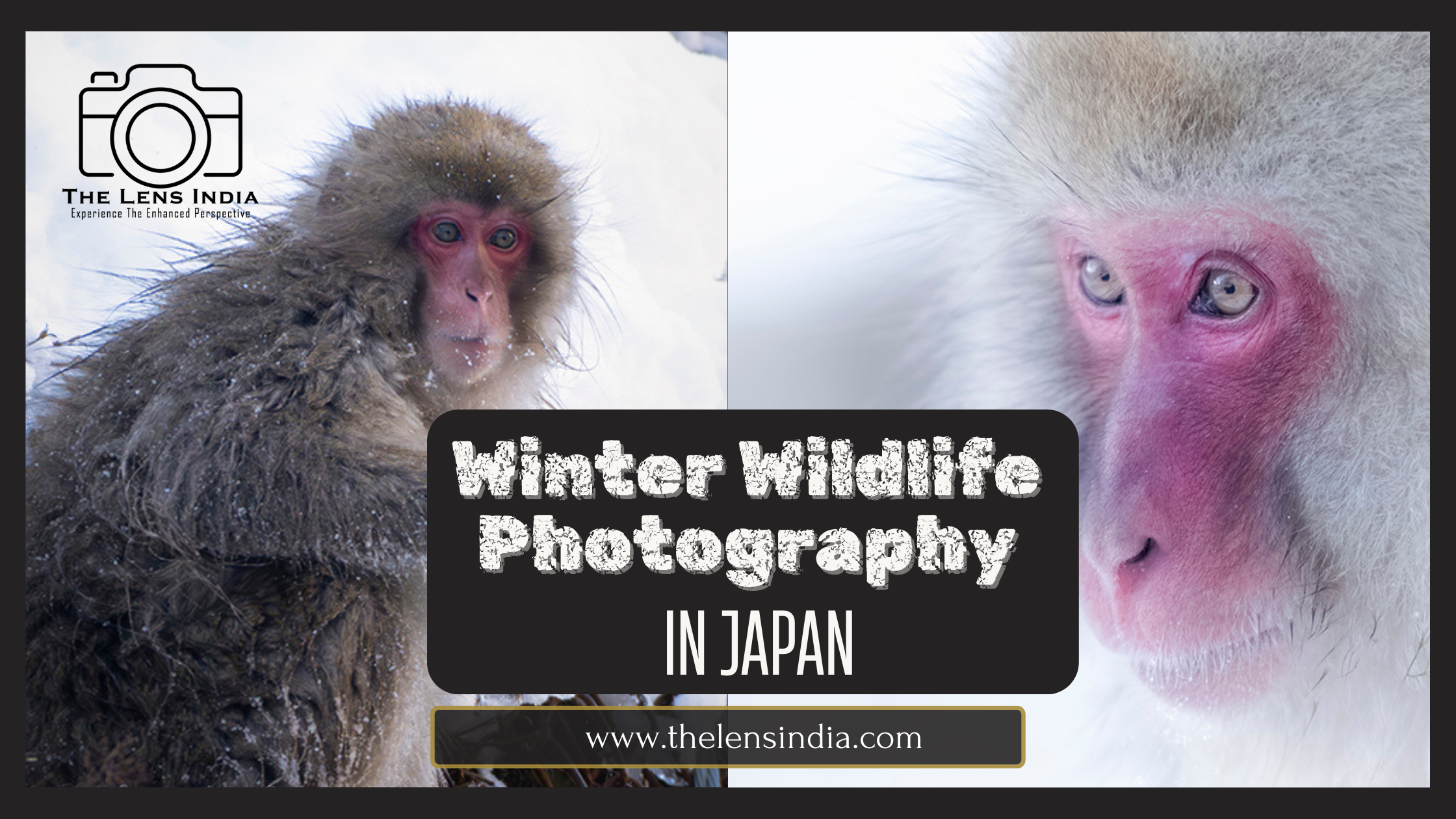 Winter Wildlife Photography in Japan - Snow Monkeys
