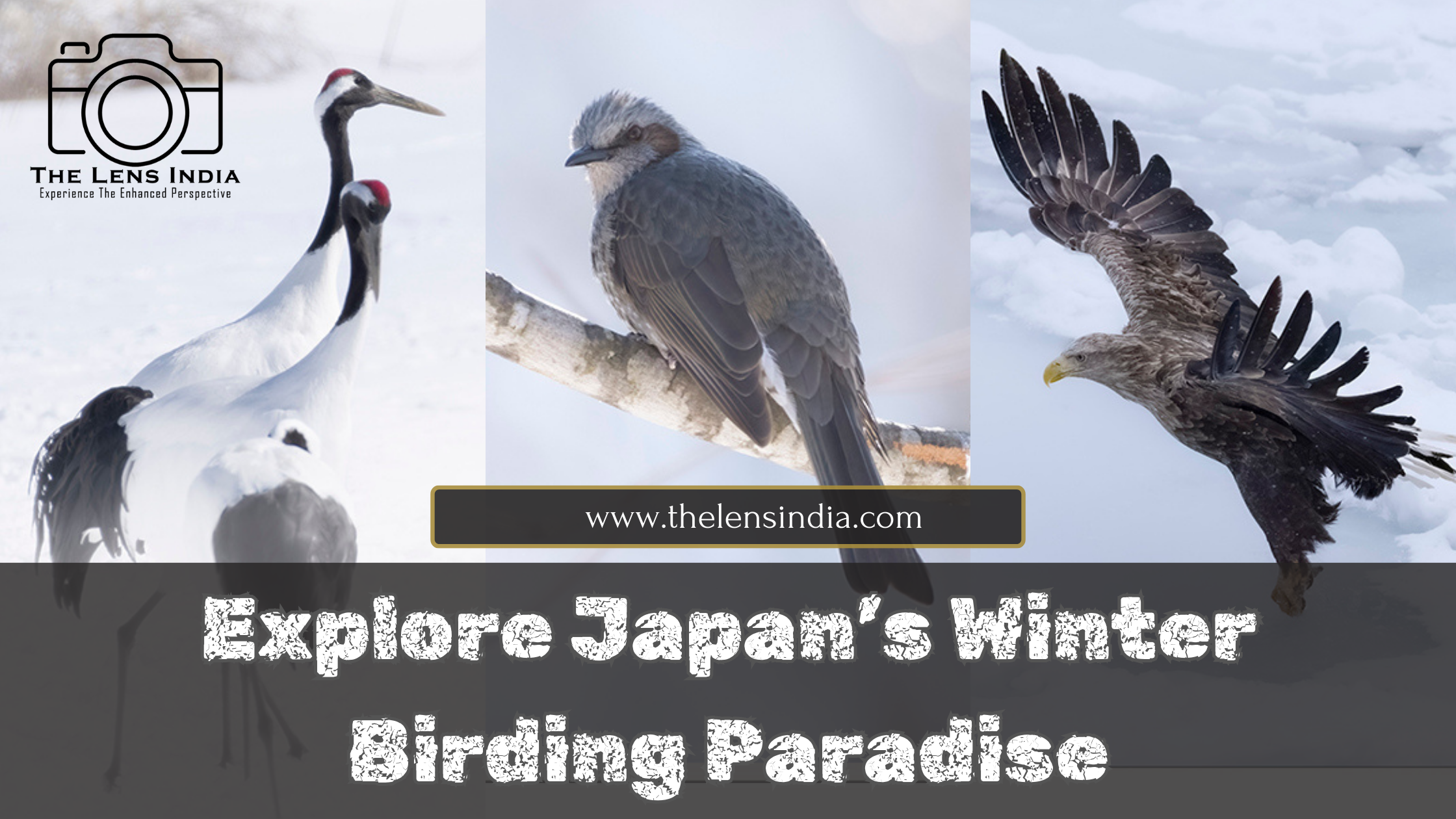Japan Winter Birding - Red-Crowned Crane in Snowy Landscape