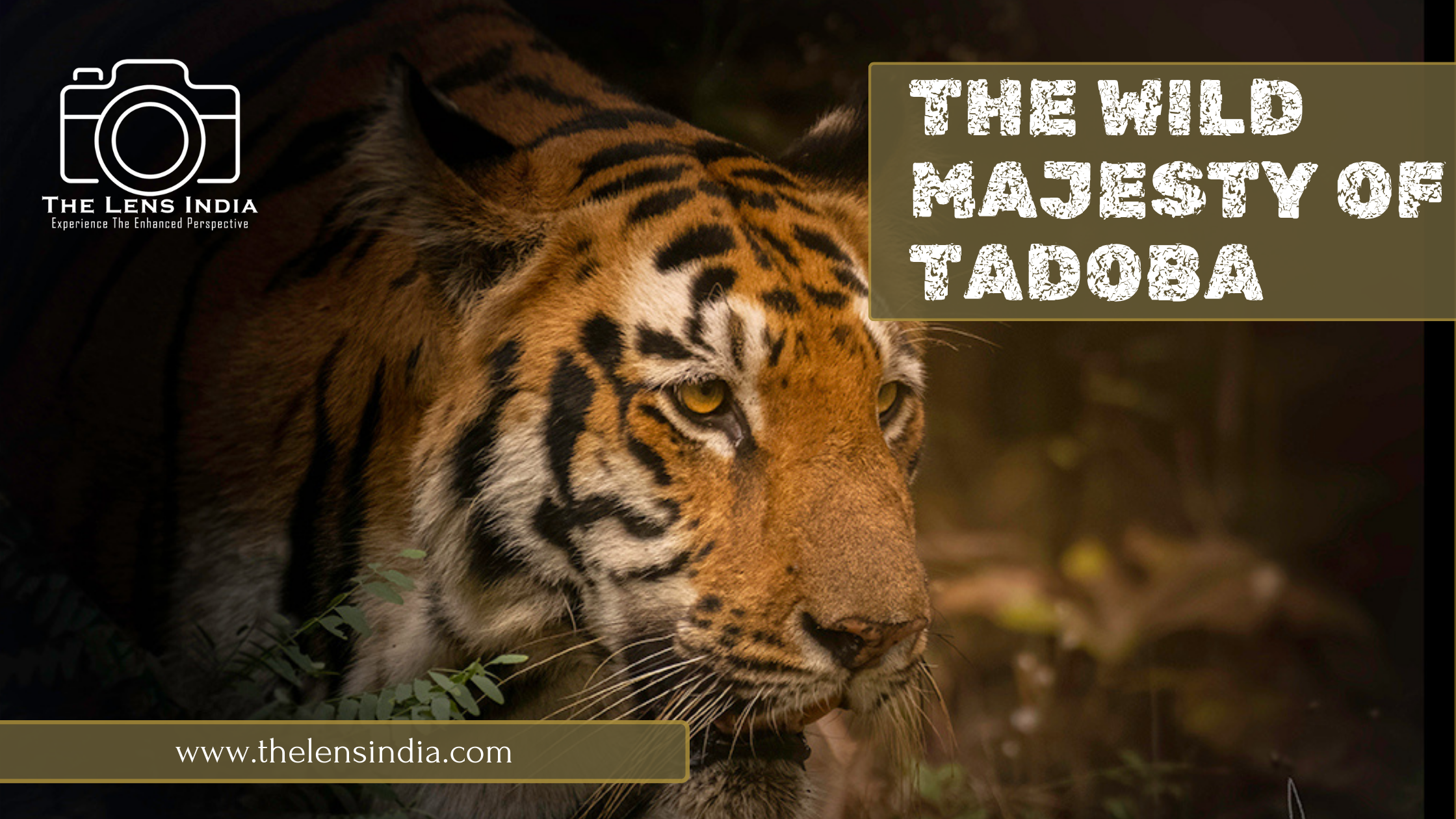 Wildlife photography at Tadoba Andhari Tiger Reserve