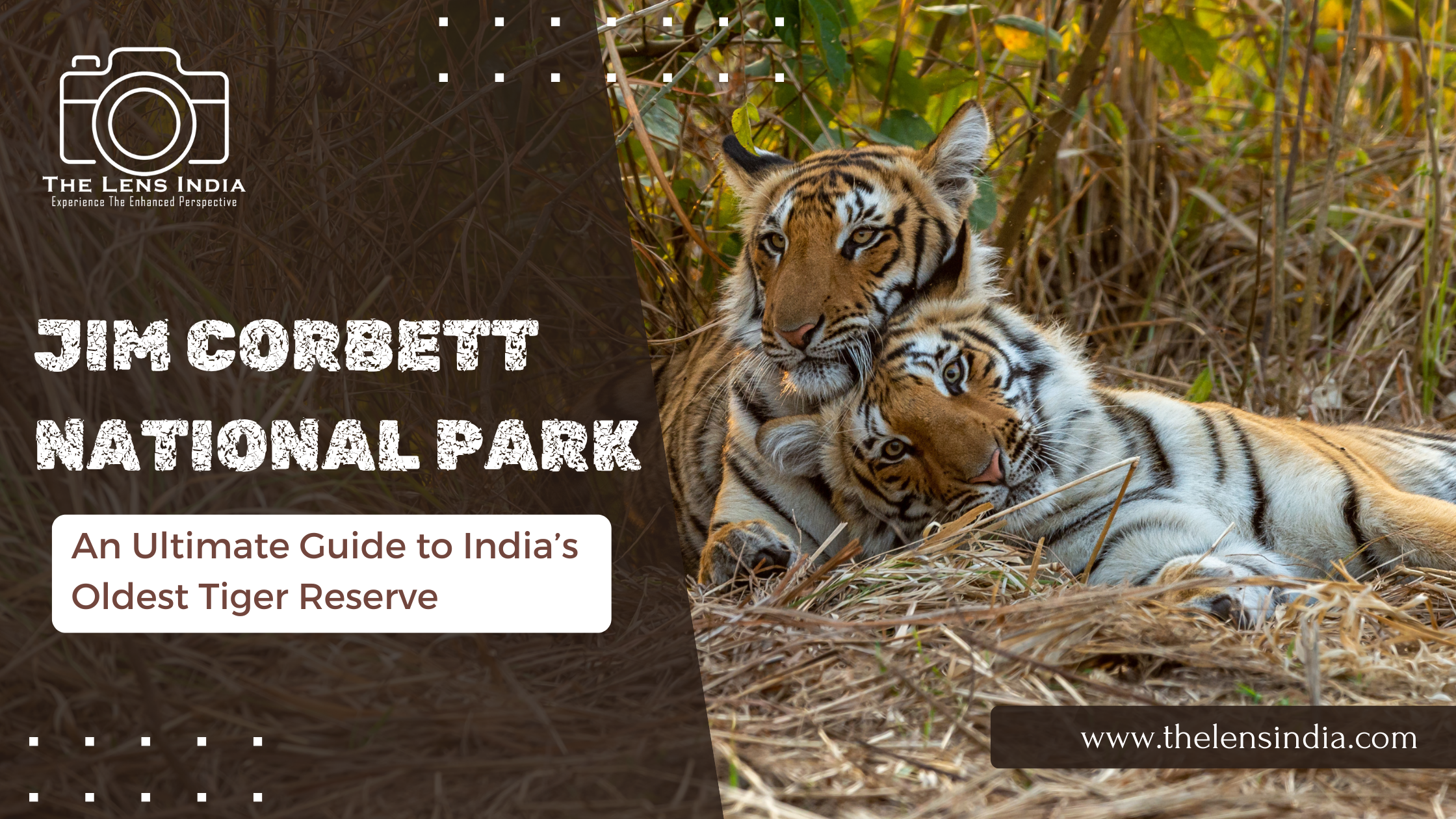 Bengal tiger at Jim Corbett National Park