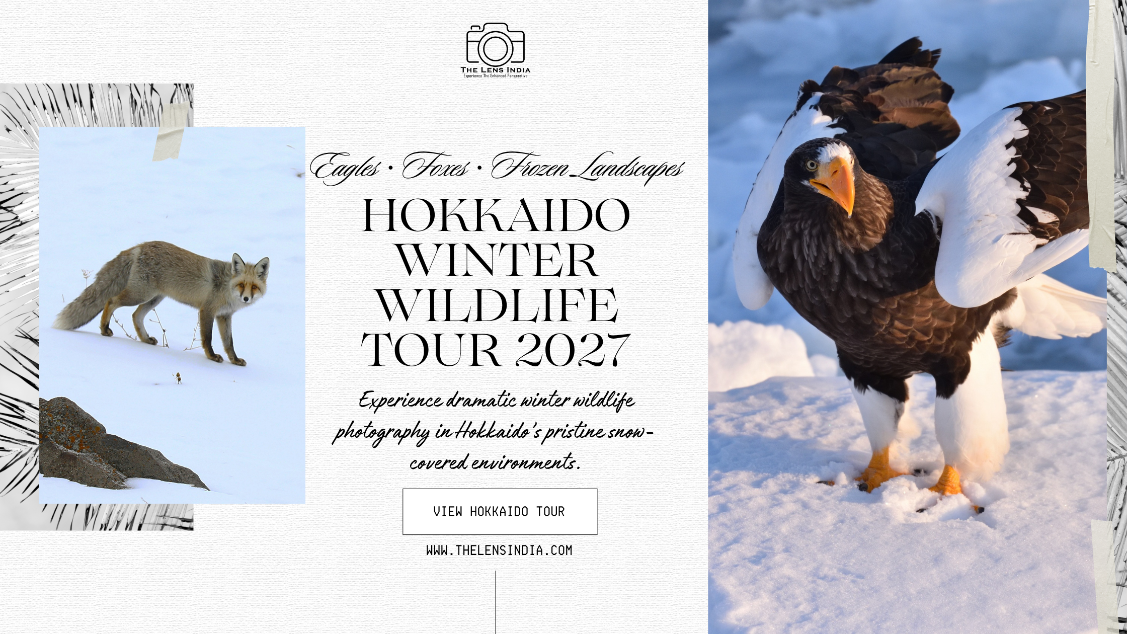 Hokkaido Winter Wildlife Photography Tour 2027