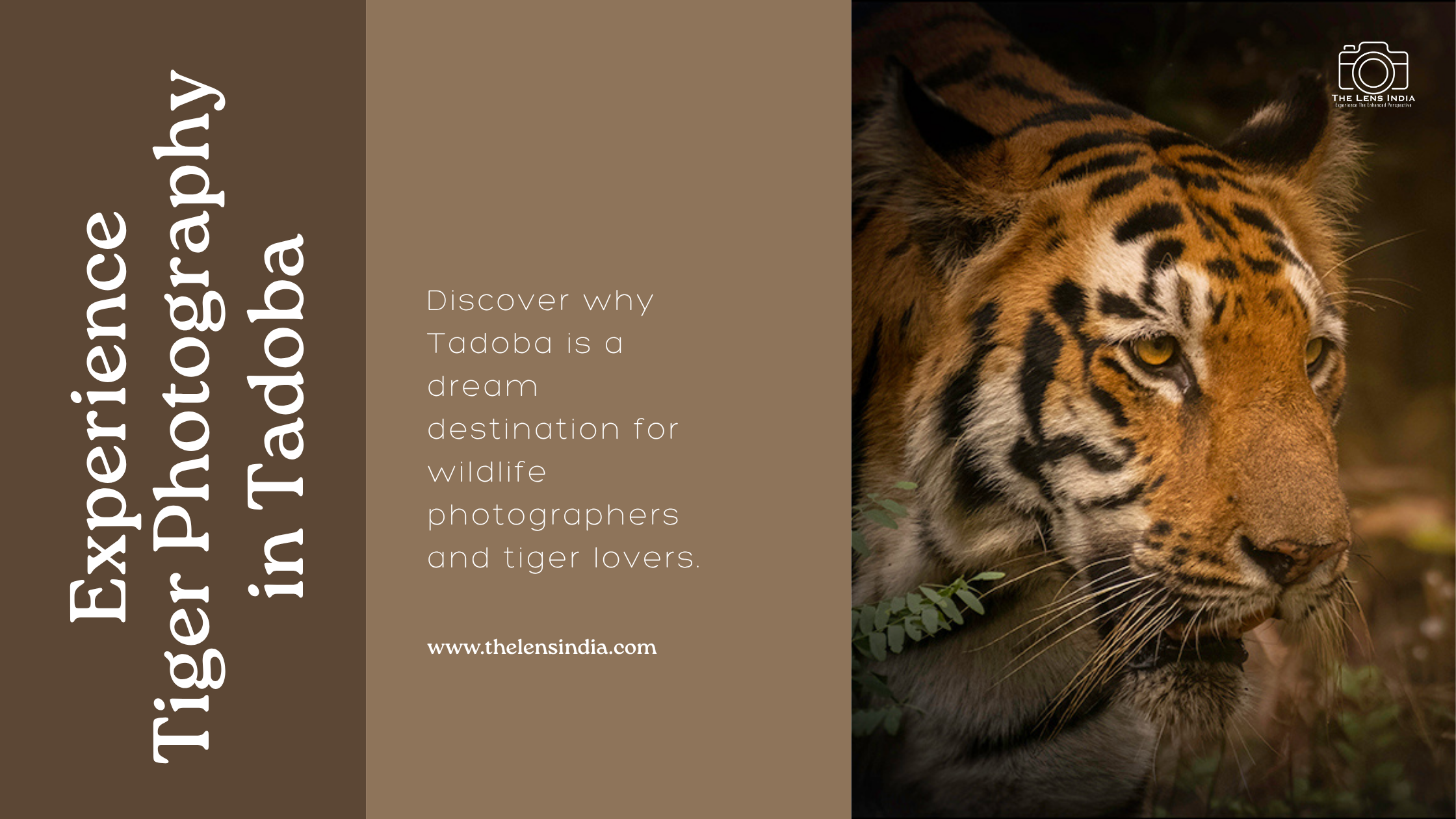 Tadoba tiger safari tours