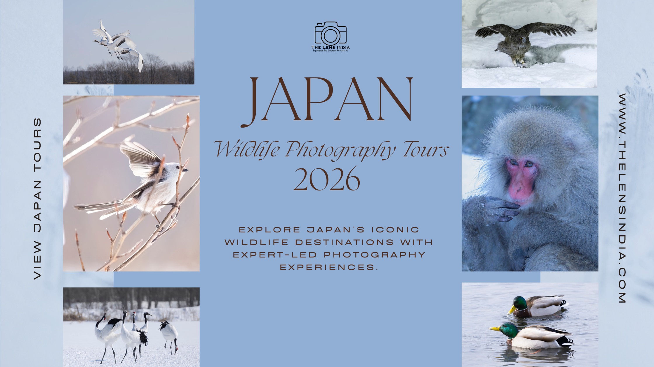 Snow monkey photography Japan